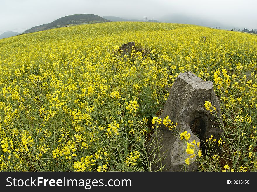 Rock In A Yellow Flower Field