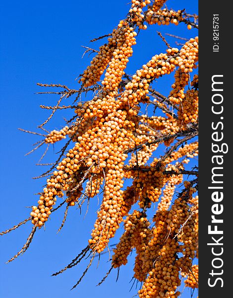 The ripe buckthorn berries on a branch on a background of blue sky