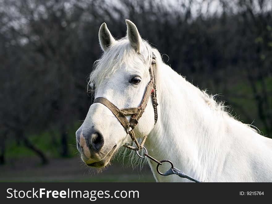 The portrait of a beautiful white horse