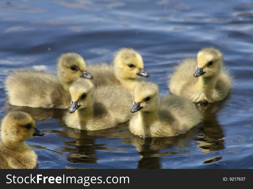 Baby Canadian Goslings swimming in a lake.