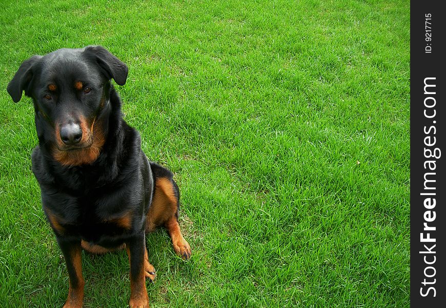 Cute rottweiler puppy sitting attentively in the grassy lawn.  Looking at you. I can help you with that. Space for caption. Cute rottweiler puppy sitting attentively in the grassy lawn.  Looking at you. I can help you with that. Space for caption.