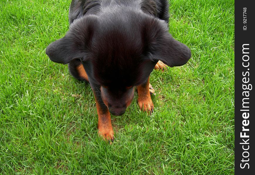 Dog Looking Down.  Rottweiler puppy pawing and staring down at grass.