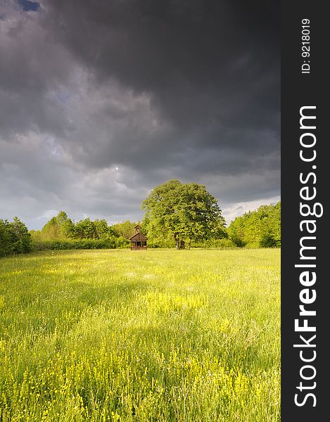 Flourished meadow in the woods behind the spring storm. Flourished meadow in the woods behind the spring storm