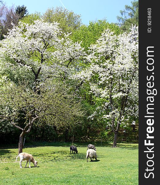 Sheeps below blooming trees in pasture. Sheeps below blooming trees in pasture