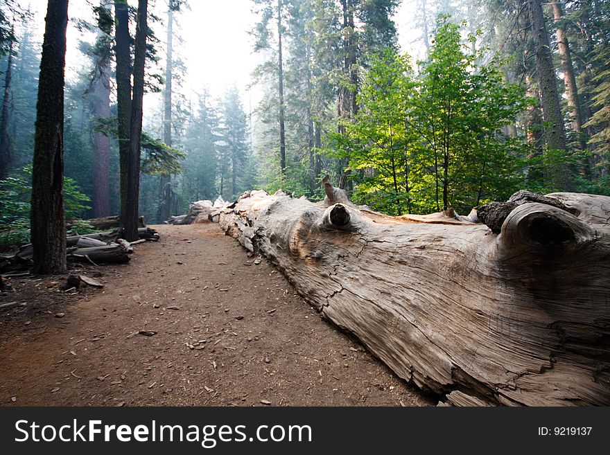 Fallen sequoia tree in Yosemite national park
