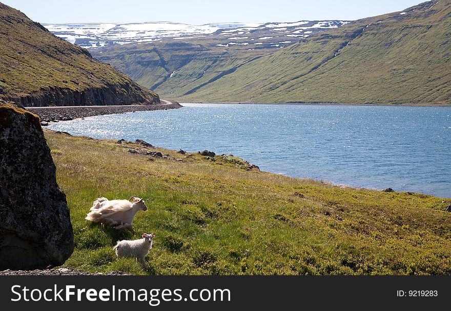 Parent And Baby Sheep, Iceland