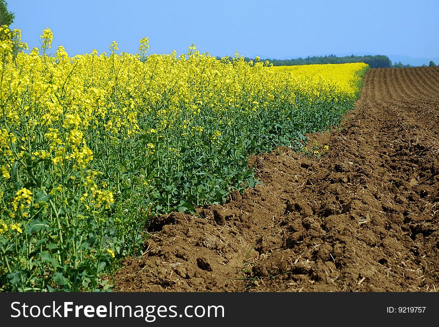 Field of colza during the spring