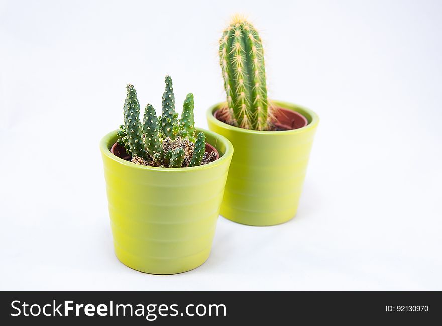 Green Cactus Isolated