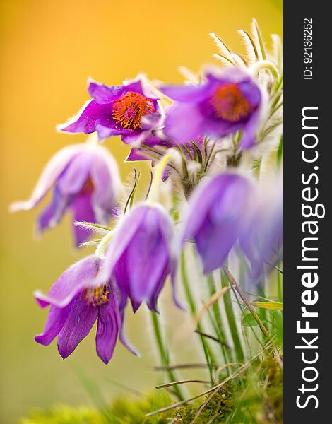 Wild Pasque flower, Pulsatilla vulgaris during sunrise, close-up. Wild Pasque flower, Pulsatilla vulgaris during sunrise, close-up.