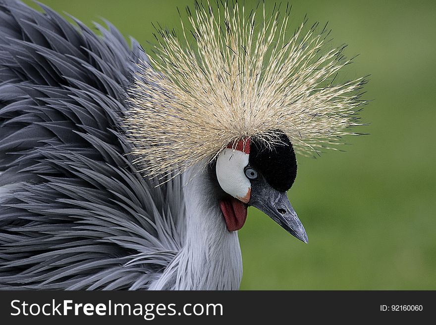 Close Up Photo Of Gray And Black Bird