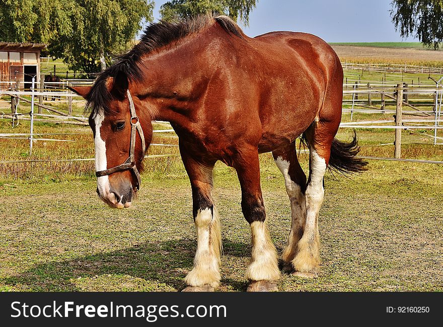 Brown and White Horse Standing on Green Grass Under Blue Sky during Daytime