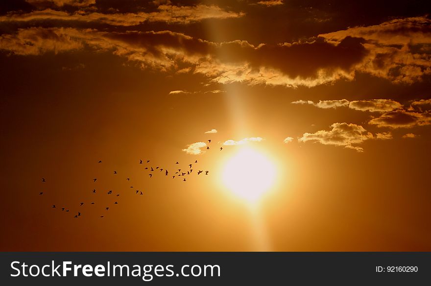 Flock of Birds Flying Under Sun and Clouds