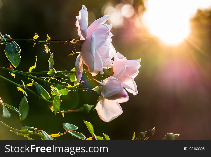 A rose bush with pink flowers with the setting sun in the background. A rose bush with pink flowers with the setting sun in the background.