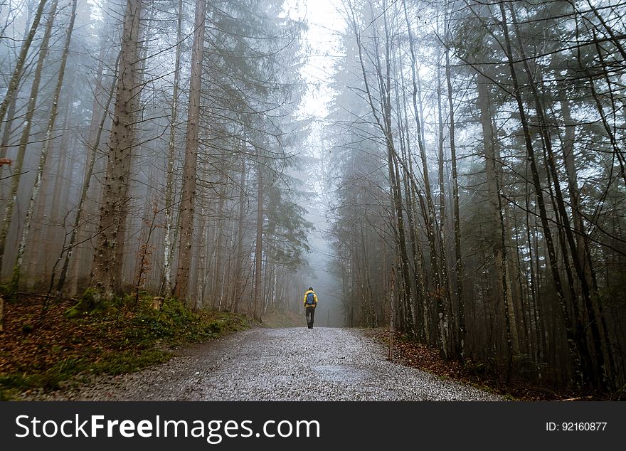 A person walks alone in a forest.