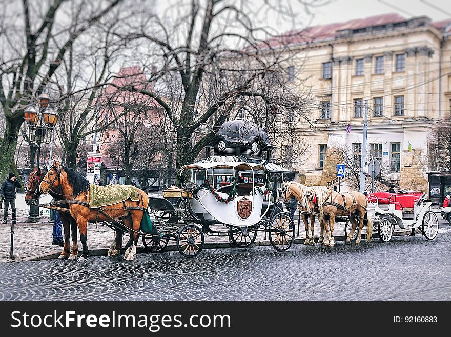 Horse pulled carriages standing curbside on a cobblestone city street. Horse pulled carriages standing curbside on a cobblestone city street.