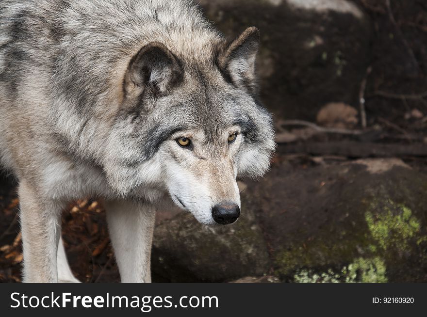 Portrait Of Wild Wolf