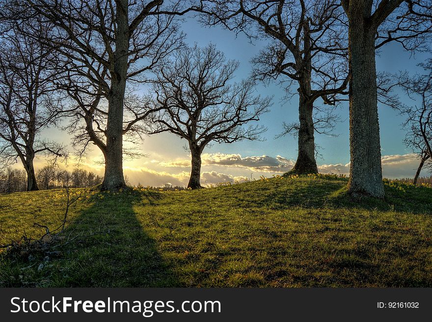 Silhouette of trees at sunset