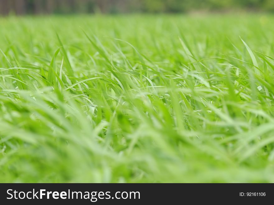 Green grass on a field in the summer.