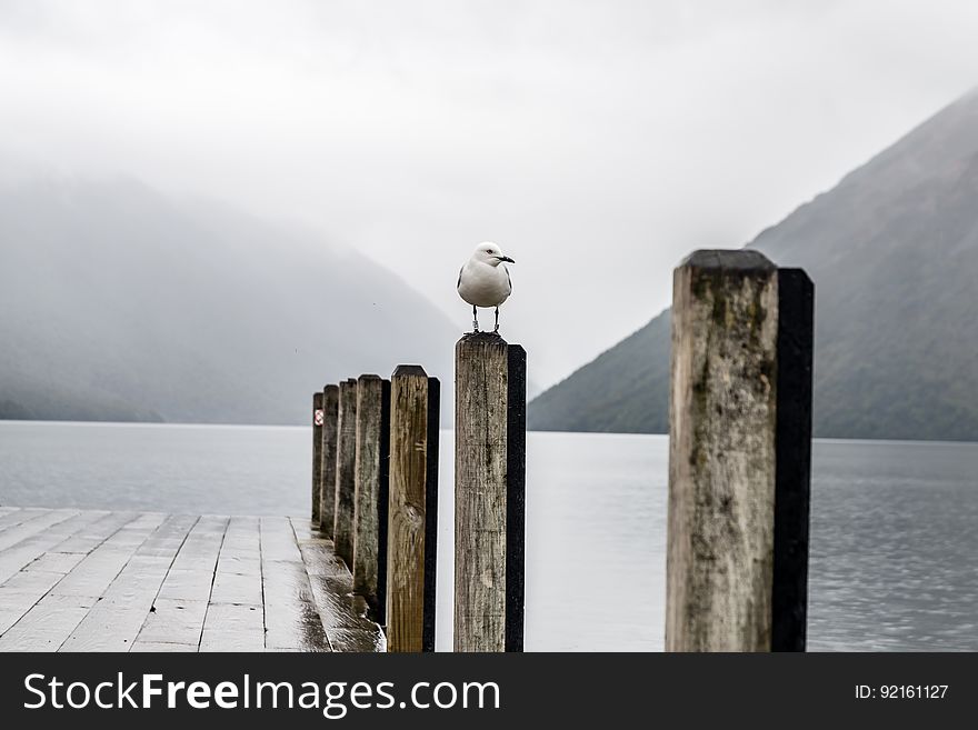 A seagull standing on a pole next to a pier in harbor. A seagull standing on a pole next to a pier in harbor.