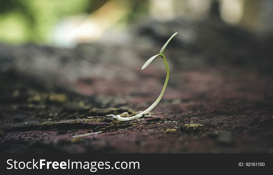 A close up of a fresh sprout growing.
