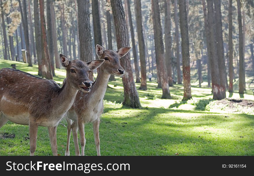A pair of deer in a forest in the sunlight. A pair of deer in a forest in the sunlight.