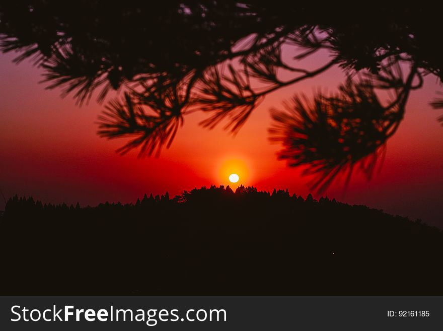 Red sky with setting sun through limbs on pine tree. Red sky with setting sun through limbs on pine tree.