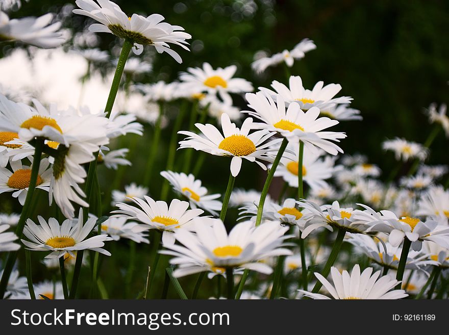 Close up of white daisy flowers blooming outdoors.