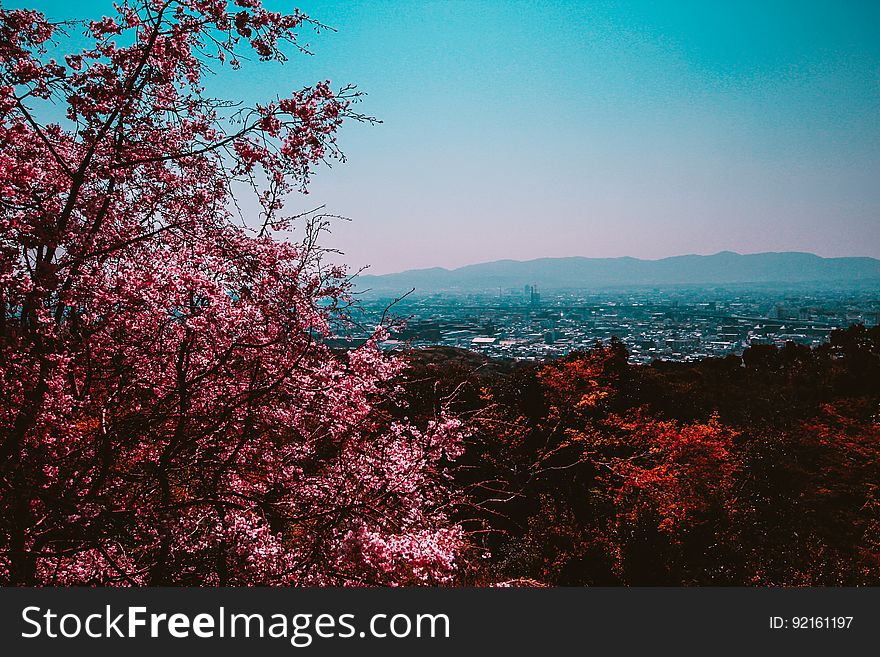 Autumn leaves on bush on hillside overlooking valley town. Autumn leaves on bush on hillside overlooking valley town.