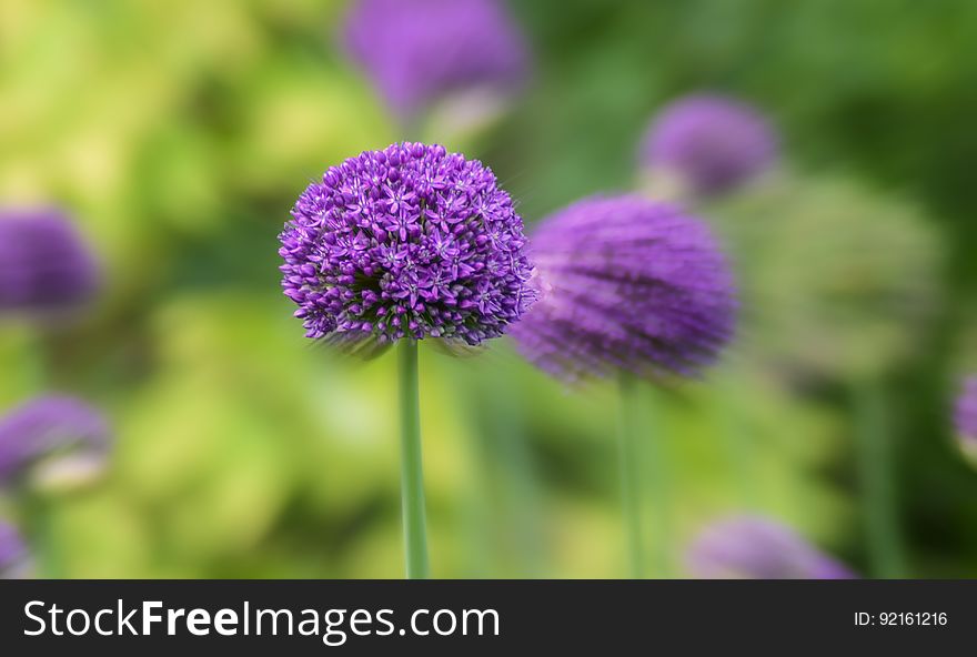 Close up of purple flower blooming in green sunny garden. Close up of purple flower blooming in green sunny garden.