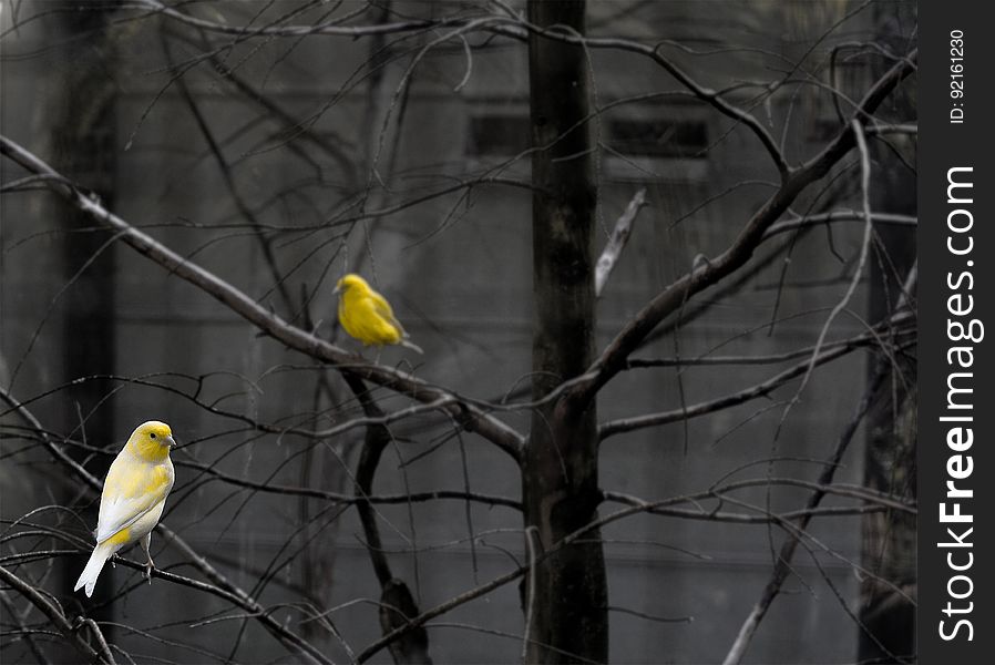 Close up of colorful yellow birds in grey bare branches outdoors. Close up of colorful yellow birds in grey bare branches outdoors.