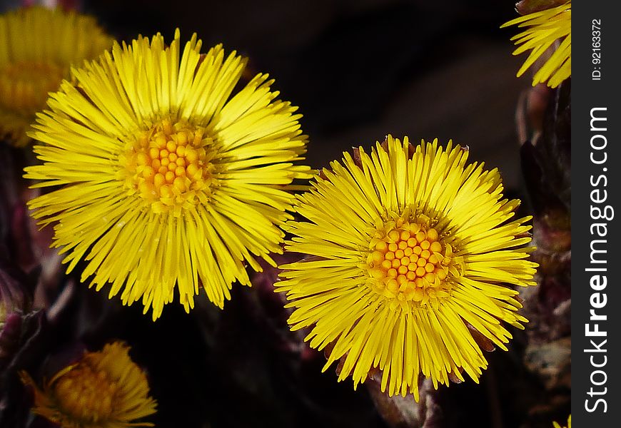 Flower, Yellow, Dandelion, Flora
