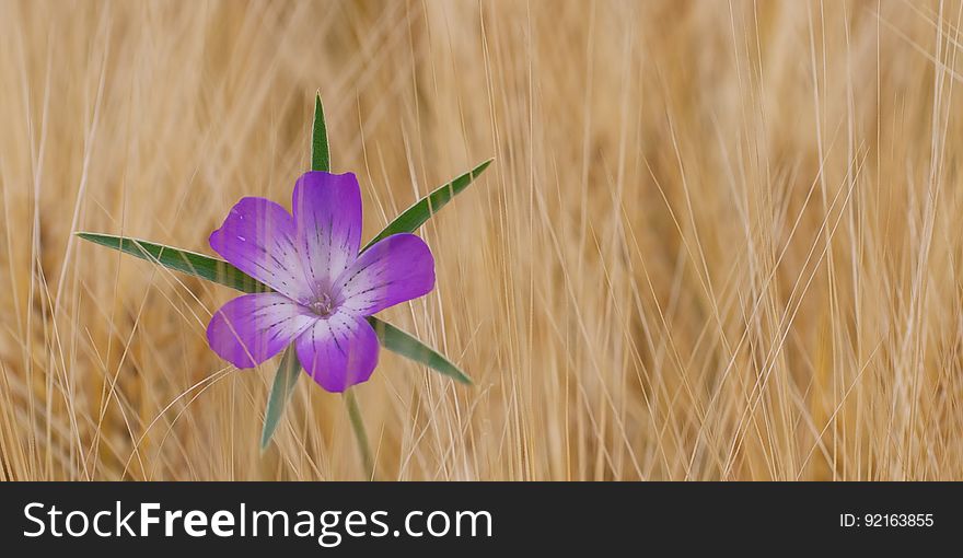 Flower, Flora, Purple, Wildflower