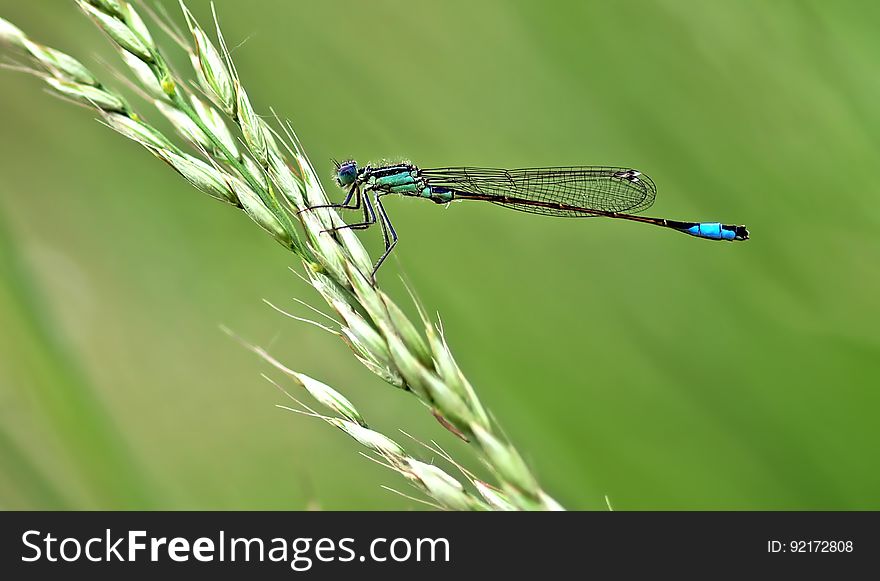 A damselfly perching on a stalk of grass on a meadow. A damselfly perching on a stalk of grass on a meadow.