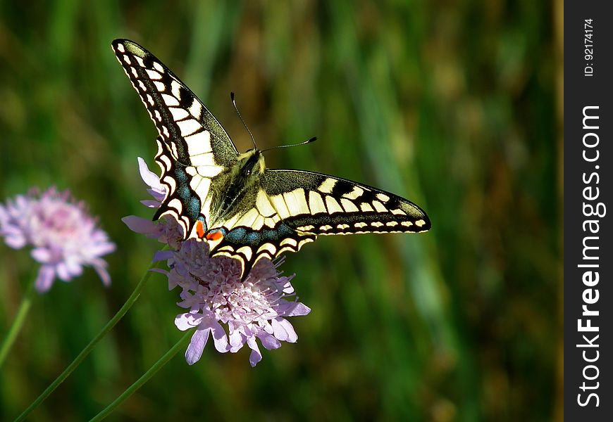 Close-up of Butterfly Pollinating on Flower