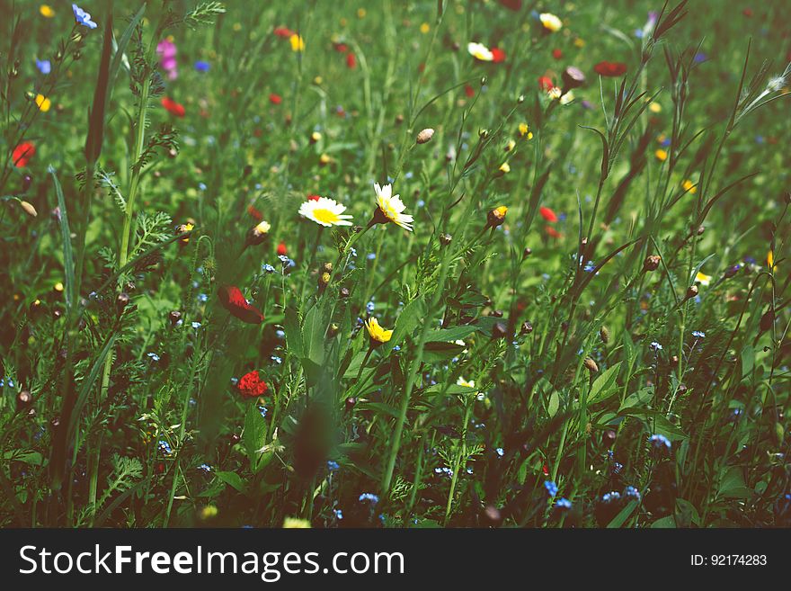 A meadow with wild flowers in bloom in the summer. A meadow with wild flowers in bloom in the summer.