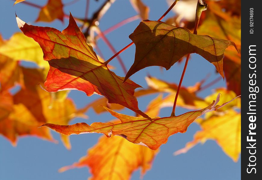 Maple Leaf, Leaf, Autumn, Deciduous