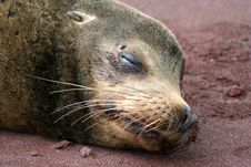 Galapagos Sea Lion Royalty Free Stock Photography