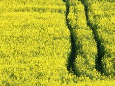 Oilseed Rape Stock Image Oilseed Rape Stock Image