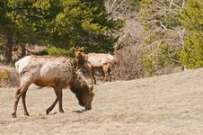 Elk Grazing In Woods Stock Images Elk Grazing In Woods Stock Images