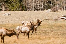 Elk Grazing In Woods Stock Photography Elk Grazing In Woods Stock Photography