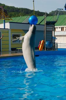 Dolphin Playing With Ball Royalty Free Stock Images Dolphin Playing With Ball Royalty Free Stock Images