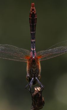 Below Dragonfly Stock Photography