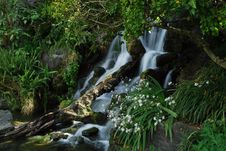 Waterfall With Tree In It Royalty Free Stock Photography Waterfall With Tree In It Royalty Free Stock Photography