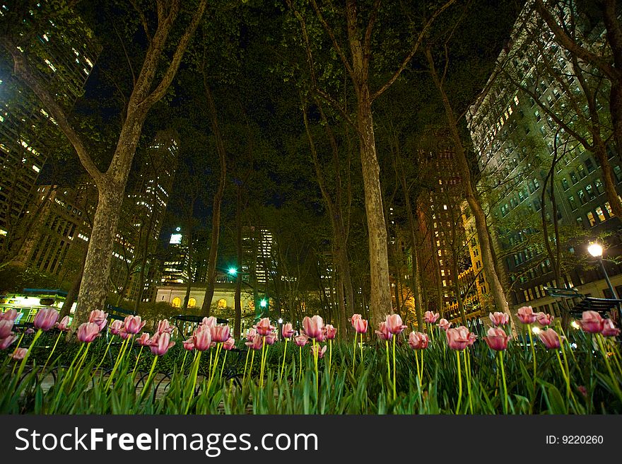 Tulips blooming at night in a busy city. Tulips blooming at night in a busy city