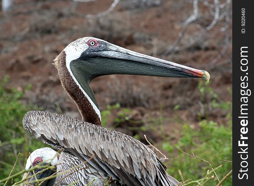 Brown pelican (Pelecanus occidentalis) in nest in Galapagos