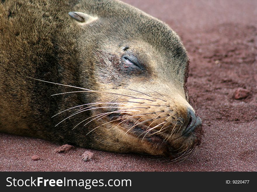Galapagos sea lion (Zalophus wollebaeki) sleeping on the beach