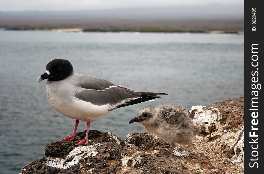 Swallow-tailed gull (Creagrus furcatus) with chicken in Galapagos