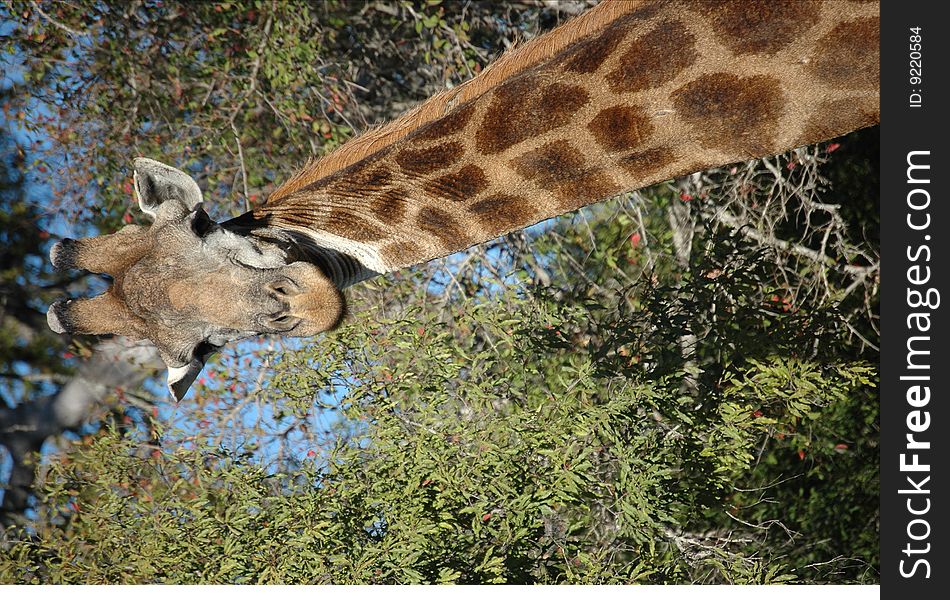 A close-up of a giraffe's face and neck