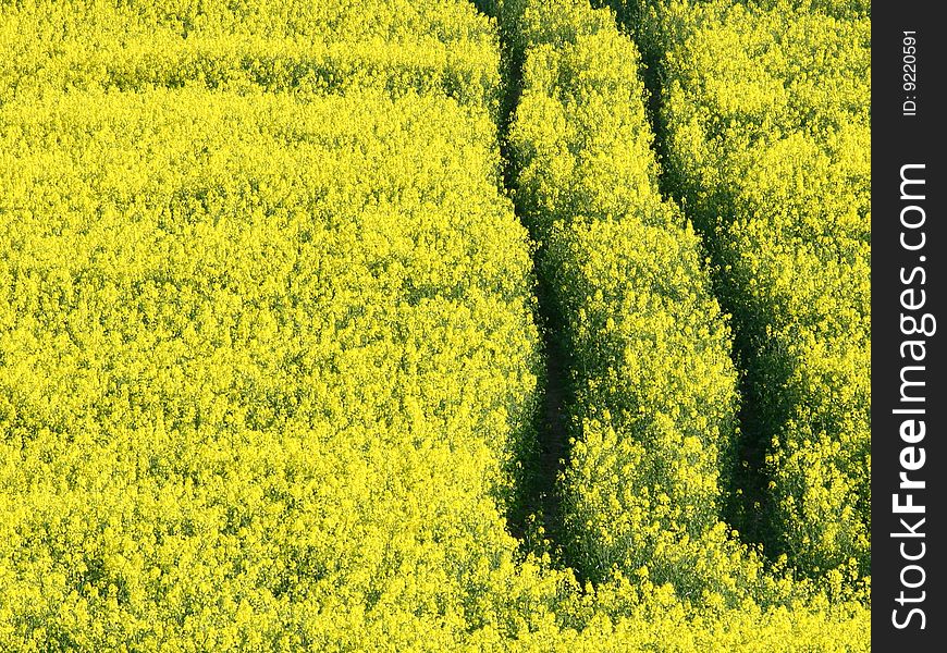 Yellow field of oilseed rape and field trip