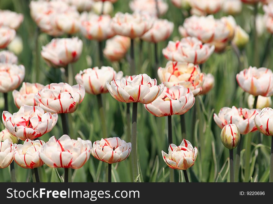 White tulips with the red stripe. White tulips with the red stripe